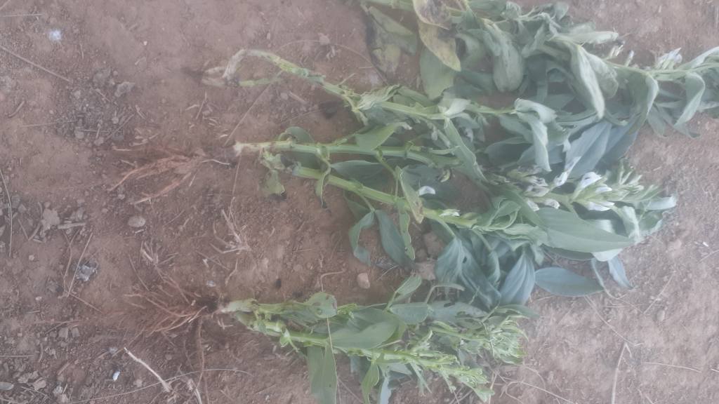 تشخيص وعلاج ضروري